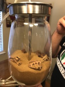 Crafting sand and plastic dinosaur skulls in a fillable glass lamp being held upside down