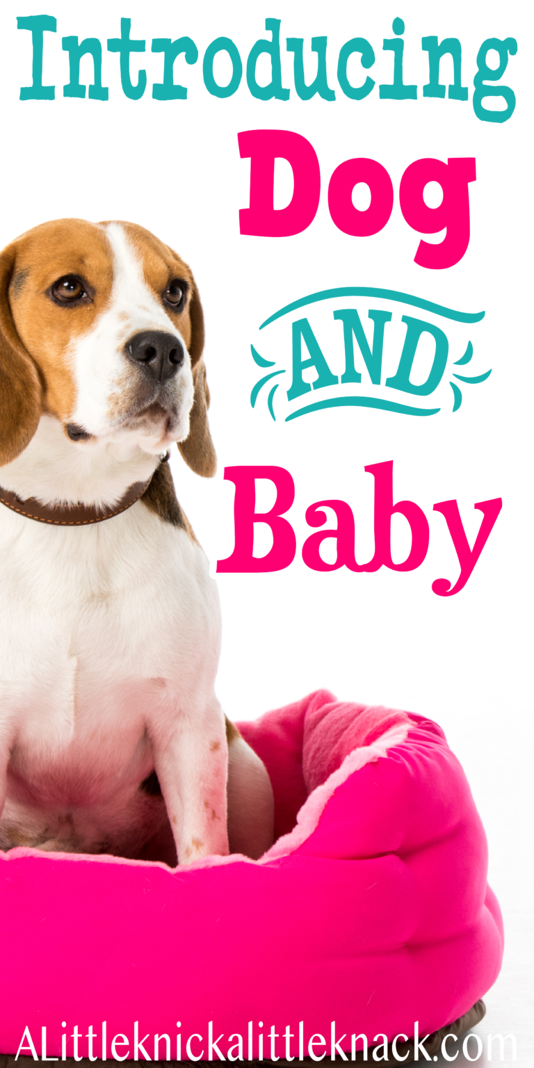 How To Prepare Your Dog For The New Baby - A Little Knick A Little Knack