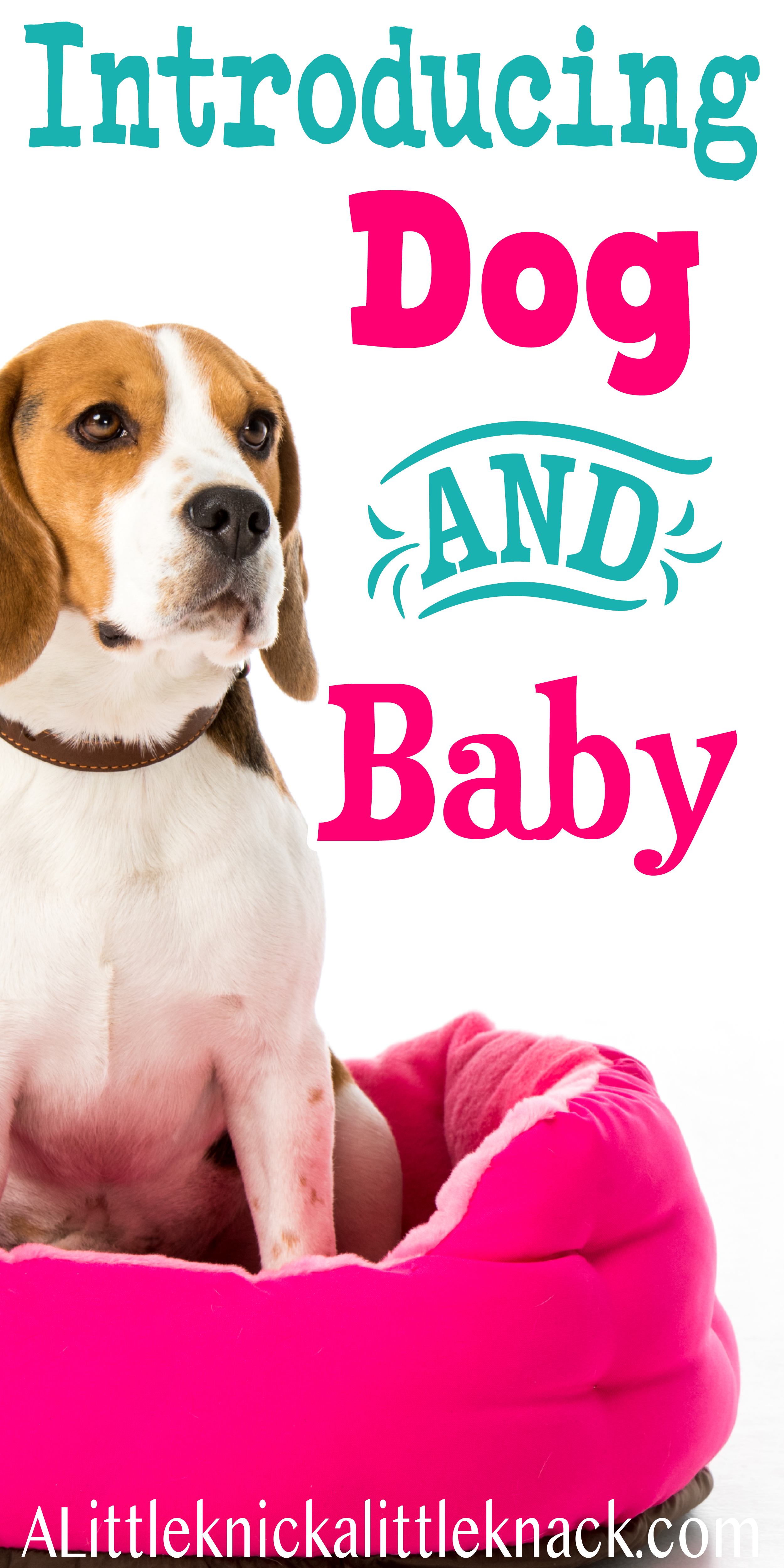 A beagle on a hot pink dog bed with a text overlay