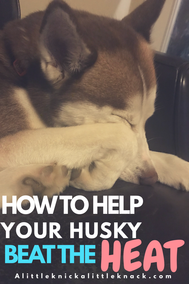 How to keep your furry-friend cool this summer and why you should never shave a husky 