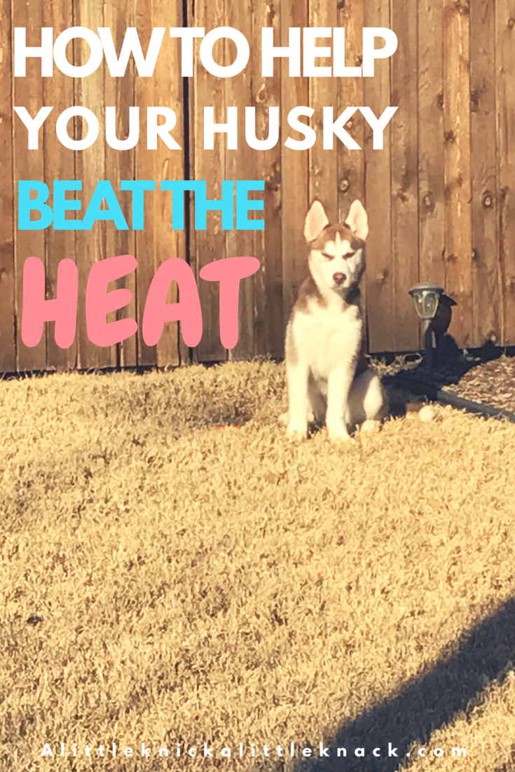 How to keep your furry-friend cool this summer and why you should never shave a husky 