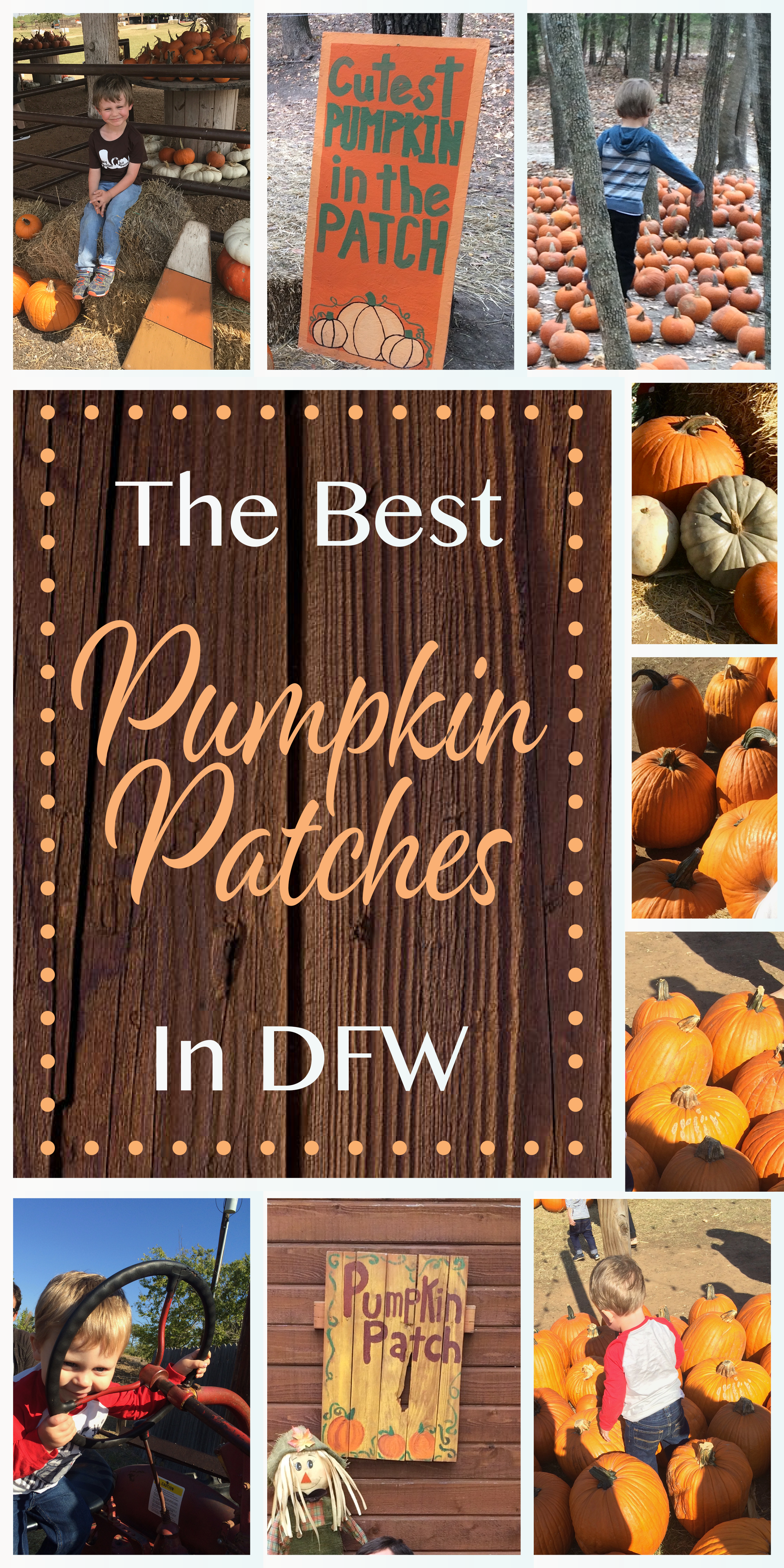 Get out and enjoy fall in Texas! These are the best Pumpkin Patches in the DFW area and North Texas!